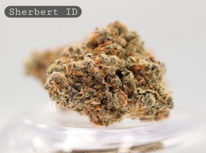 Indoor-Sherbert_Cannabis-Flower_The-Dope-Warehouse