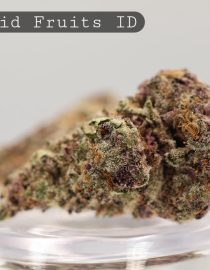 Indoor-Stoopid-Fruits_Cannabis-Flower_The-Dope-Warehouse