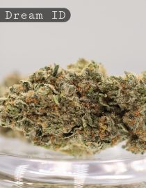Indoor-Super-Dream_Cannabis-Flower_The-Dope-Warehouse