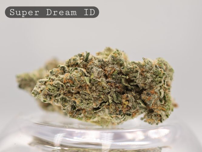 Indoor-Super-Dream_Cannabis-Flower_The-Dope-Warehouse