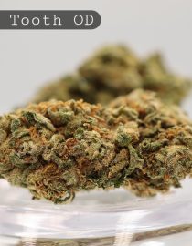Outdoor-Sweet-Tooth_Cannabis-Flower_The-Dope-Warehouse