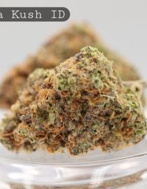Indoor-Banana-Kush_Cannabis-Flower_The-Dope-Warehouse