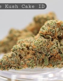 Indoor-Orange-Kush-Cake_Cannabis-Flower_The-Dope-Warehouse