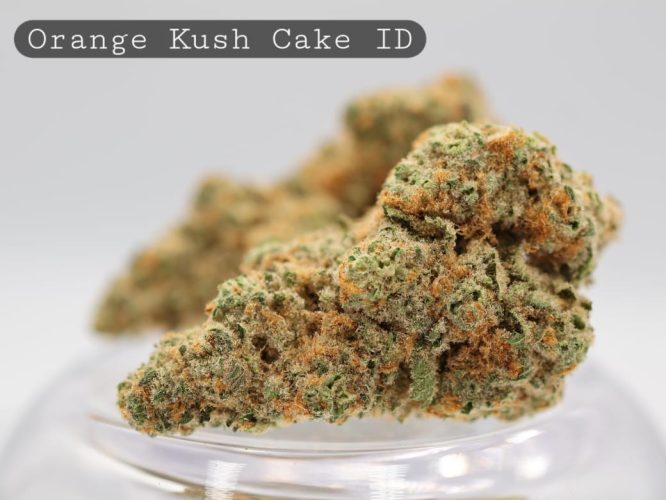 Indoor-Orange-Kush-Cake_Cannabis-Flower_The-Dope-Warehouse