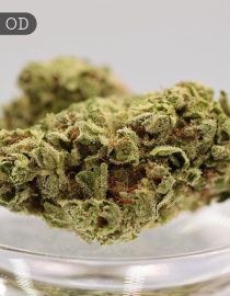 Outdoor-Runtz_Cannabis-Flower_The-Dope-Warehouse
