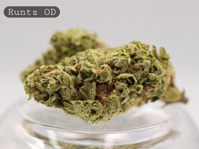 Outdoor-Runtz_Cannabis-Flower_The-Dope-Warehouse