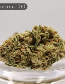 Outdoor-Tropicanna_Cannabis-Flower_The-Dope-Warehouse