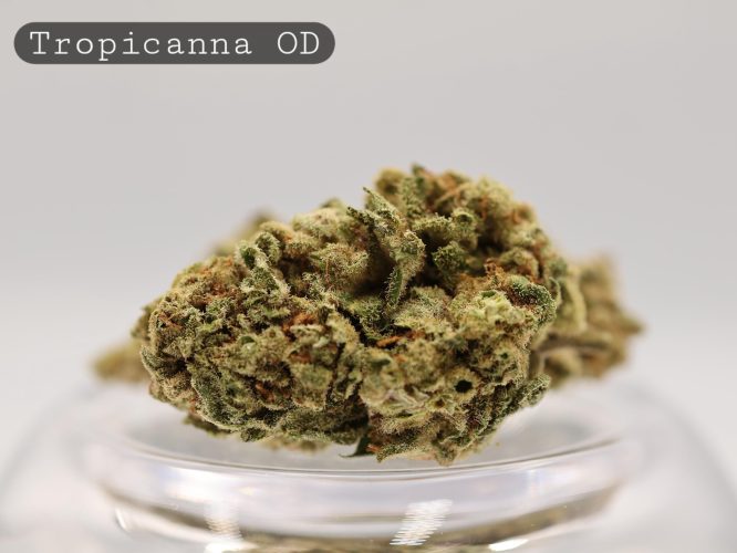 Outdoor-Tropicanna_Cannabis-Flower_The-Dope-Warehouse