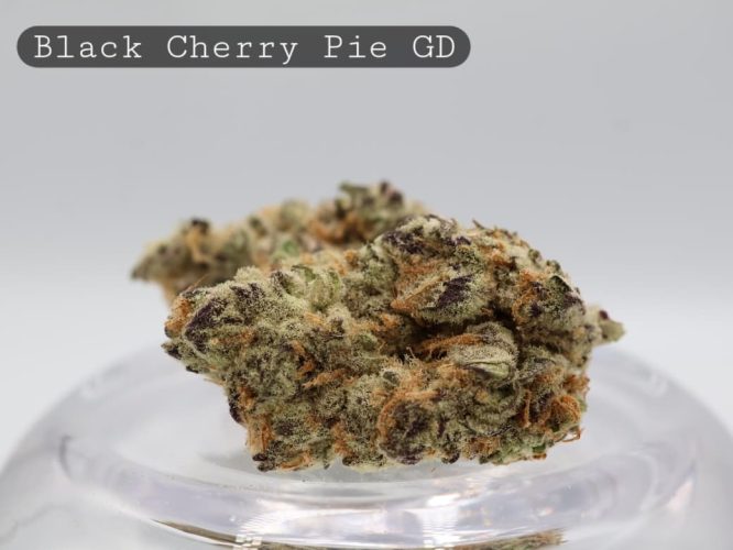 Greendoor-Black-Cherry-Pie_Cannabis-Flower_The-Dope-Warehouse