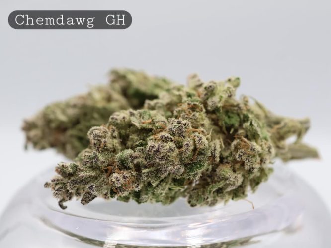 Greenhouse-Chemdawg_Cannabis-Flower_The-Dope-Warehouse