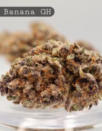 Greenhouse-Dirty-Banana_Cannabis-Flower_The-Dope-Warehouse