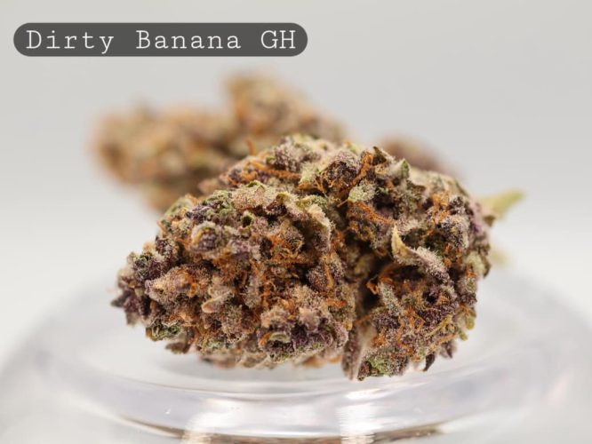 Greenhouse-Dirty-Banana_Cannabis-Flower_The-Dope-Warehouse