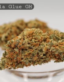 Greenhouse-Gorilla-Glue_Cannabis-Flower_The-Dope-Warehouse
