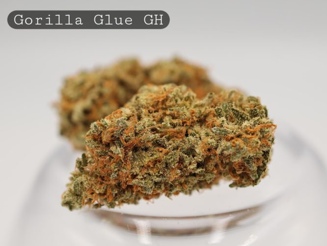 Greenhouse-Gorilla-Glue_Cannabis-Flower_The-Dope-Warehouse