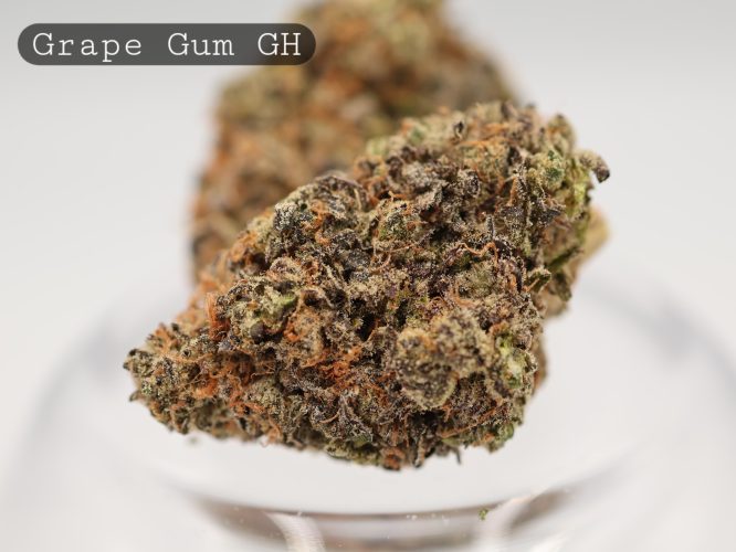 Greenhouse-Grape-Gum_Cannabis-Flower_The-Dope-Warehouse