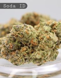 Indoor-Cream-Soda_Cannabis-Flower_The-Dope-Warehouse