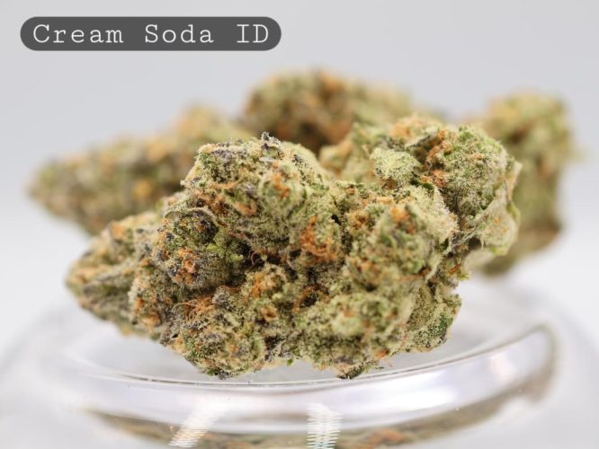 Indoor-Cream-Soda_Cannabis-Flower_The-Dope-Warehouse