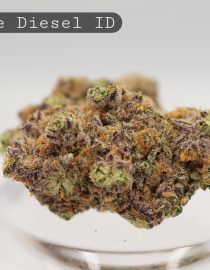 Indoor-Double-Diesel_Cannabis-Flower_The-Dope-Warehouse