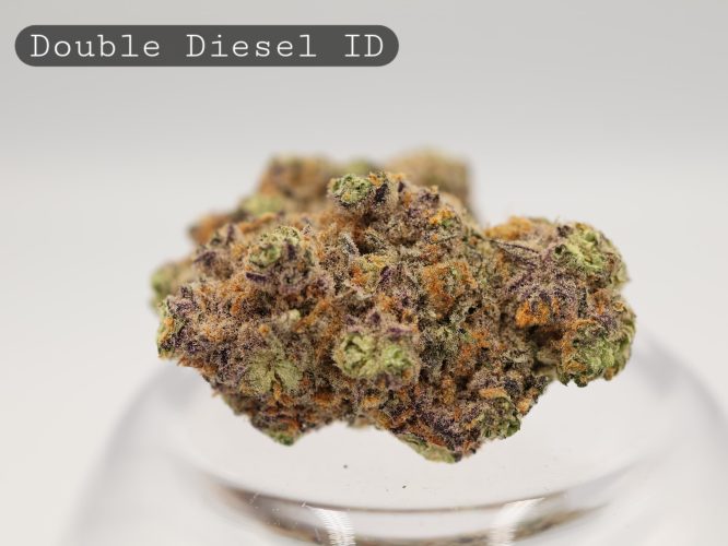 Indoor-Double-Diesel_Cannabis-Flower_The-Dope-Warehouse