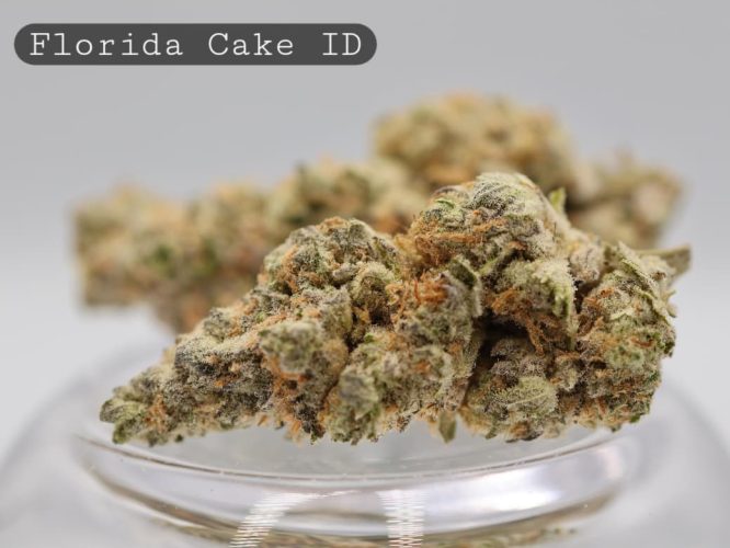 Indoor-Florida-Cake_Cannabis-Flower_The-Dope-Warehouse