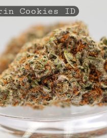 Indoor-Mandarin-Cookies_Cannabis-Flower_The-Dope-Warehouse