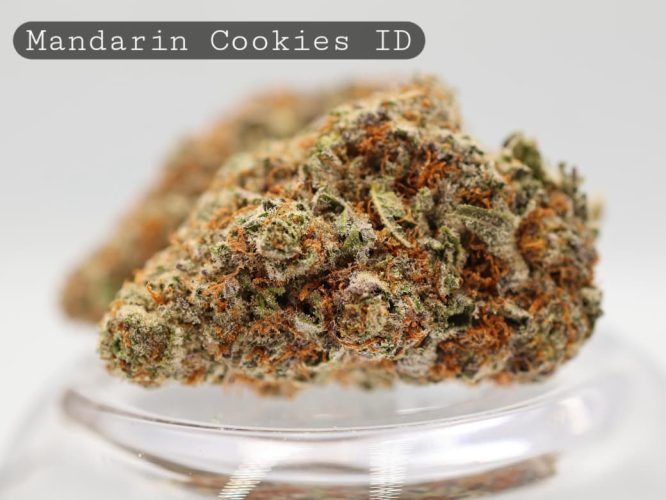 Indoor-Mandarin-Cookies_Cannabis-Flower_The-Dope-Warehouse