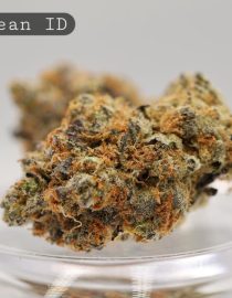 Indoor-Moonbean_Cannabis-Flower_The-Dope-Warehouse