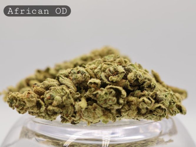 Outdoor-African_Cannabis-Flower_The-Dope-Warehouse