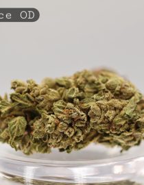 Outdoor-MR-Nice_Cannabis-Flower_The-Dope-Warehouse