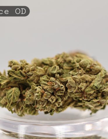 Outdoor-MR-Nice_Cannabis-Flower_The-Dope-Warehouse