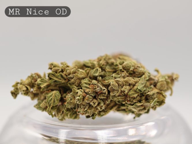 Outdoor-MR-Nice_Cannabis-Flower_The-Dope-Warehouse
