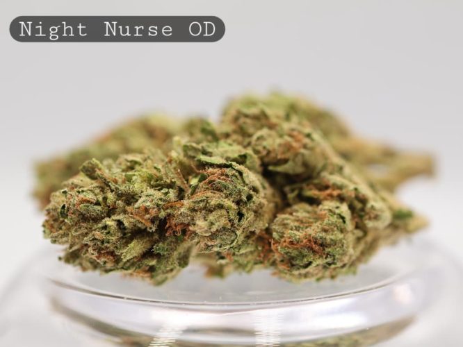 Outdoor-Night-Nurse_Cannabis-Flower_The-Dope-Warehouse