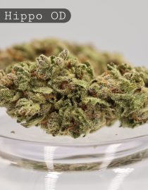 Outdoor-Queen-Hippo_Cannabis-Flower_The-Dope-Warehouse