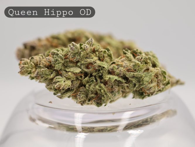 Outdoor-Queen-Hippo_Cannabis-Flower_The-Dope-Warehouse