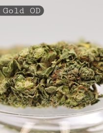 Outdoor-Swazi-Gold_Cannabis-Flower_The-Dope-Warehouse