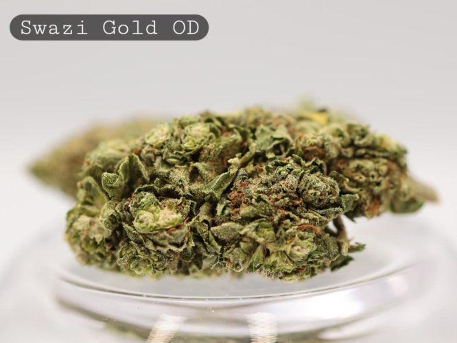 Outdoor-Swazi-Gold_Cannabis-Flower_The-Dope-Warehouse