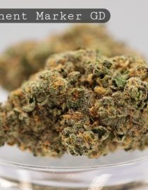Greendoor-Permanent-Marker_Cannabis-Flower_The-Dope-Warehouse