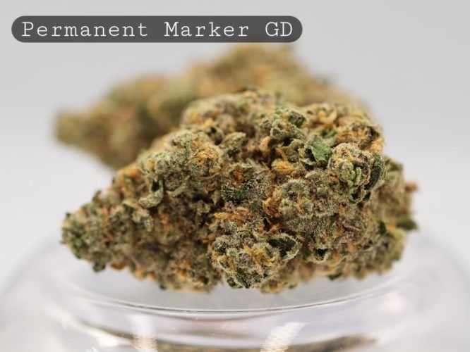 Greendoor-Permanent-Marker_Cannabis-Flower_The-Dope-Warehouse