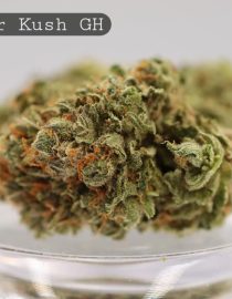 Greenhouse-Kosher-Kush_Cannabis-Flower_The-Dope-Warehouse