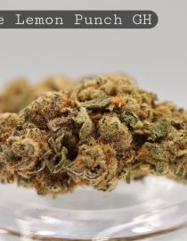 Greenhouse-Purple-Lemon-Punch_Cannabis-Flower_The-Dope-Warehouse