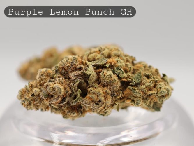 Greenhouse-Purple-Lemon-Punch_Cannabis-Flower_The-Dope-Warehouse