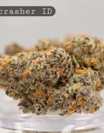 Indoor-Sluricrasher_Cannabis-Flower_The-Dope-Warehouse