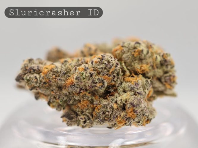 Indoor-Sluricrasher_Cannabis-Flower_The-Dope-Warehouse