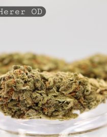 Outdoor-Jack-Herer_Cannabis-Flower_The-Dope-Warehouse