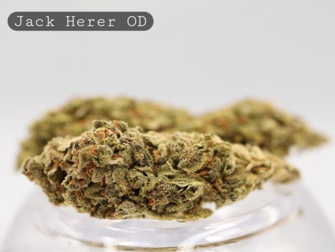 Outdoor-Jack-Herer_Cannabis-Flower_The-Dope-Warehouse