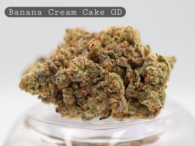 Greendoor-Banana-Cream-Cake_Cannabis-Flower_The-Dope-Warehouse