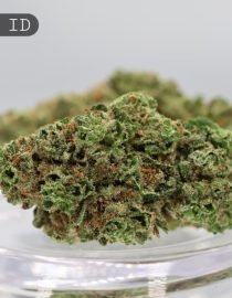 Indoor Elvis p/g