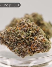 Indoor-Gastro-Pop_Cannabis-Flower_The-Dope-Warehouse
