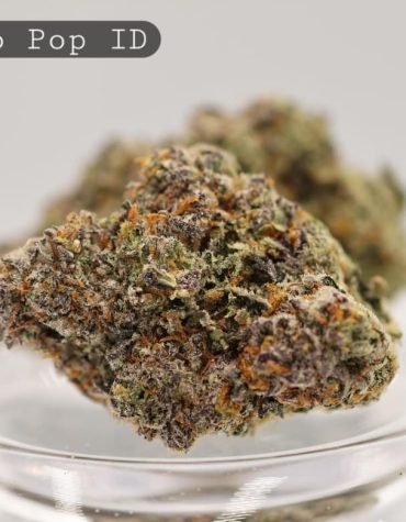 Indoor-Gastro-Pop_Cannabis-Flower_The-Dope-Warehouse