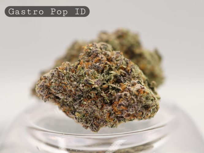 Indoor-Gastro-Pop_Cannabis-Flower_The-Dope-Warehouse